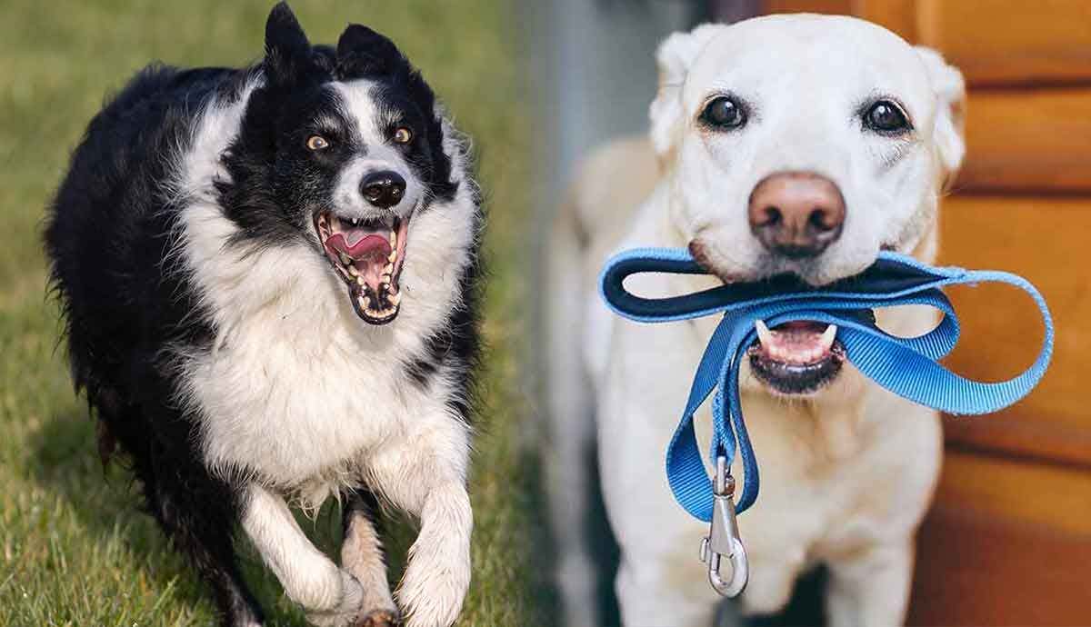 Top 5 Dog Breeds for Runners