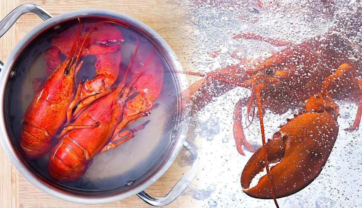 Do Crustaceans Feel Pain?