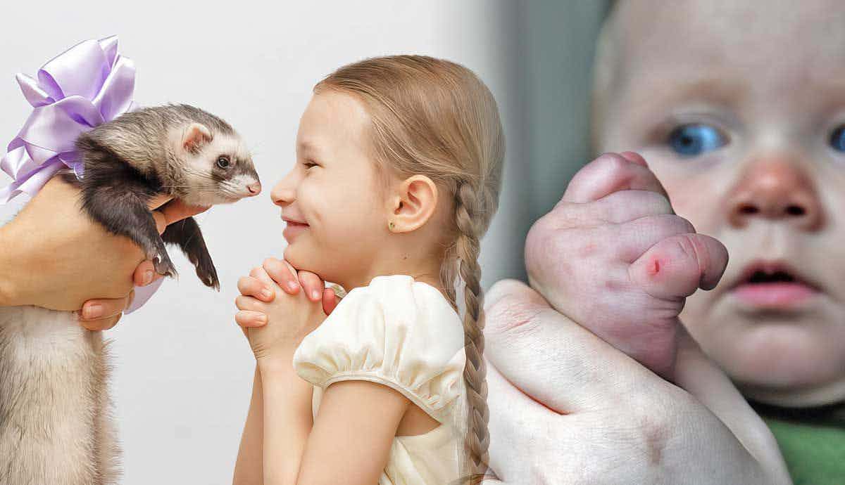 The Pros and Cons of Having a Pet Ferret