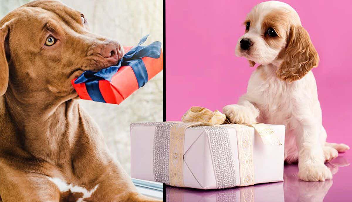 Top 10 Gift Ideas for Dogs & Their Owners