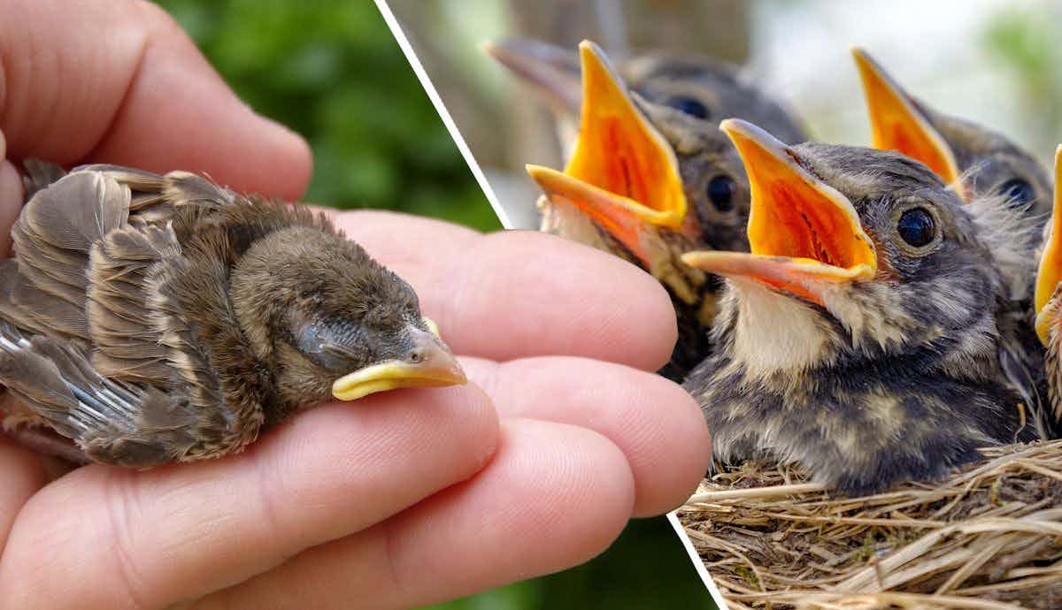 What Should You Do If You Find a Baby Bird?