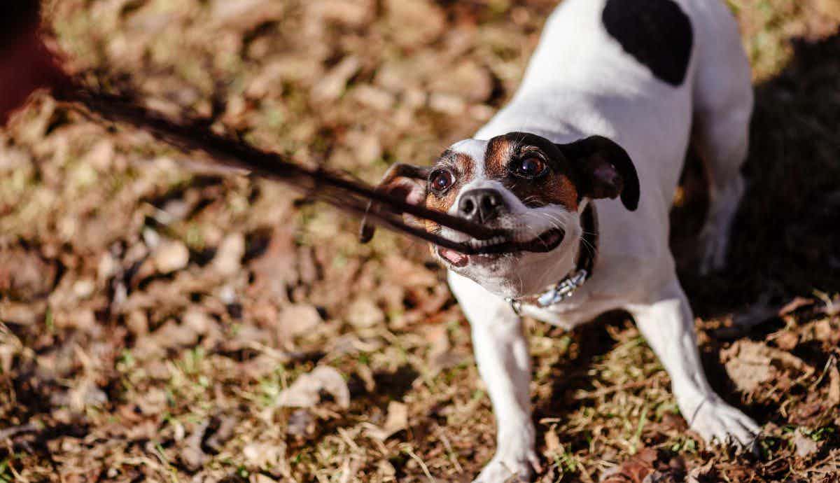 5 Most Common Behavioral Problems in Dogs