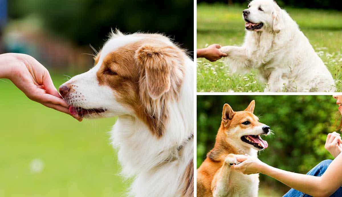 Top 10 Training Tricks for Your New Dog