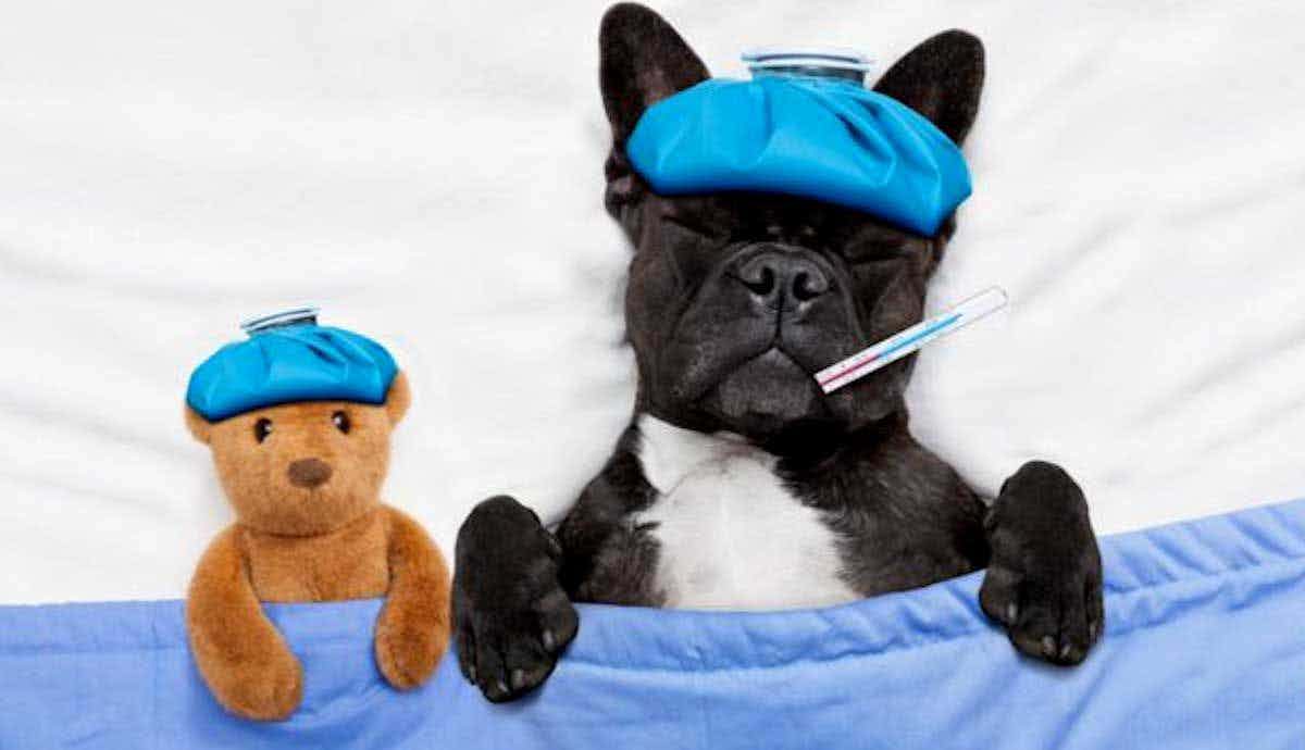 10 Most Common Health Issues in Dogs