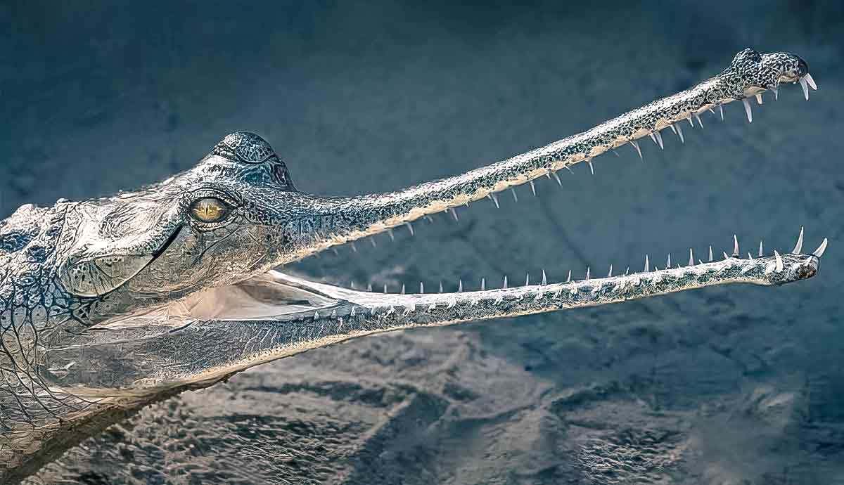 5 Amazing Facts about the Gharial