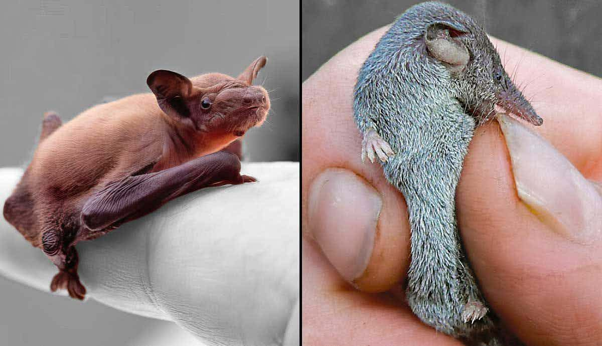 9 Smallest Mammals in The World