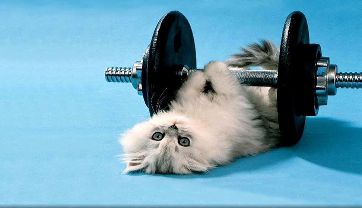 How Much Exercise do Indoor Cats Require?