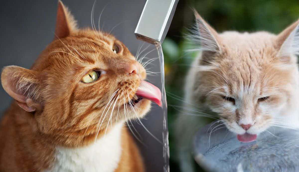 7 Creative Ways to Encourage Your Cat to Drink More