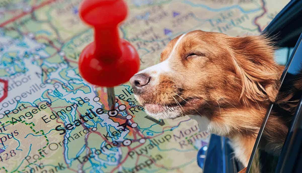 10 Pet Friendly Places for Dogs in Seattle