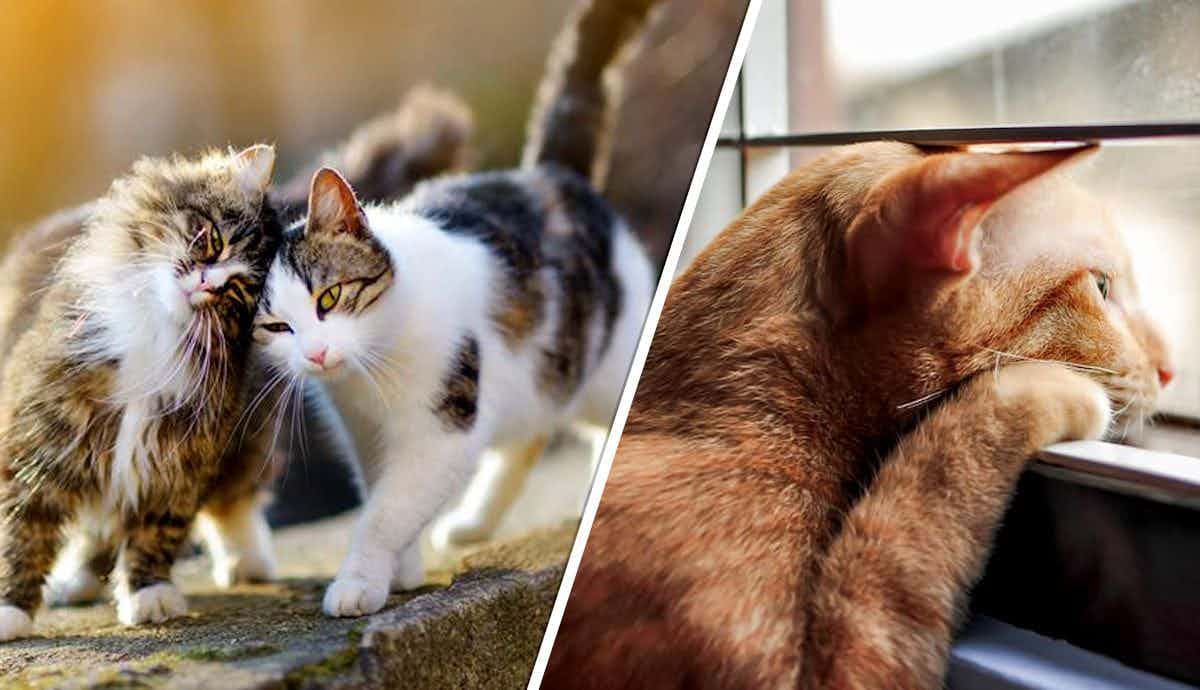 Are Cats Social or Solitary? Your Questions Answered