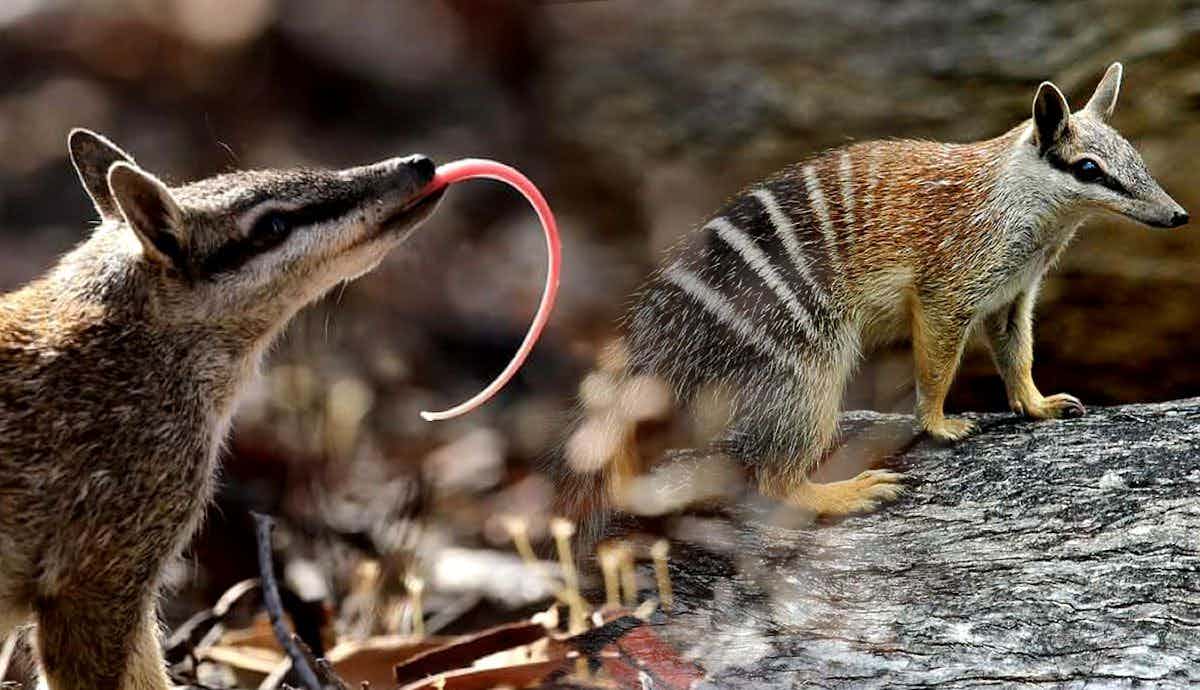 5 Amazing Facts about the Numbat