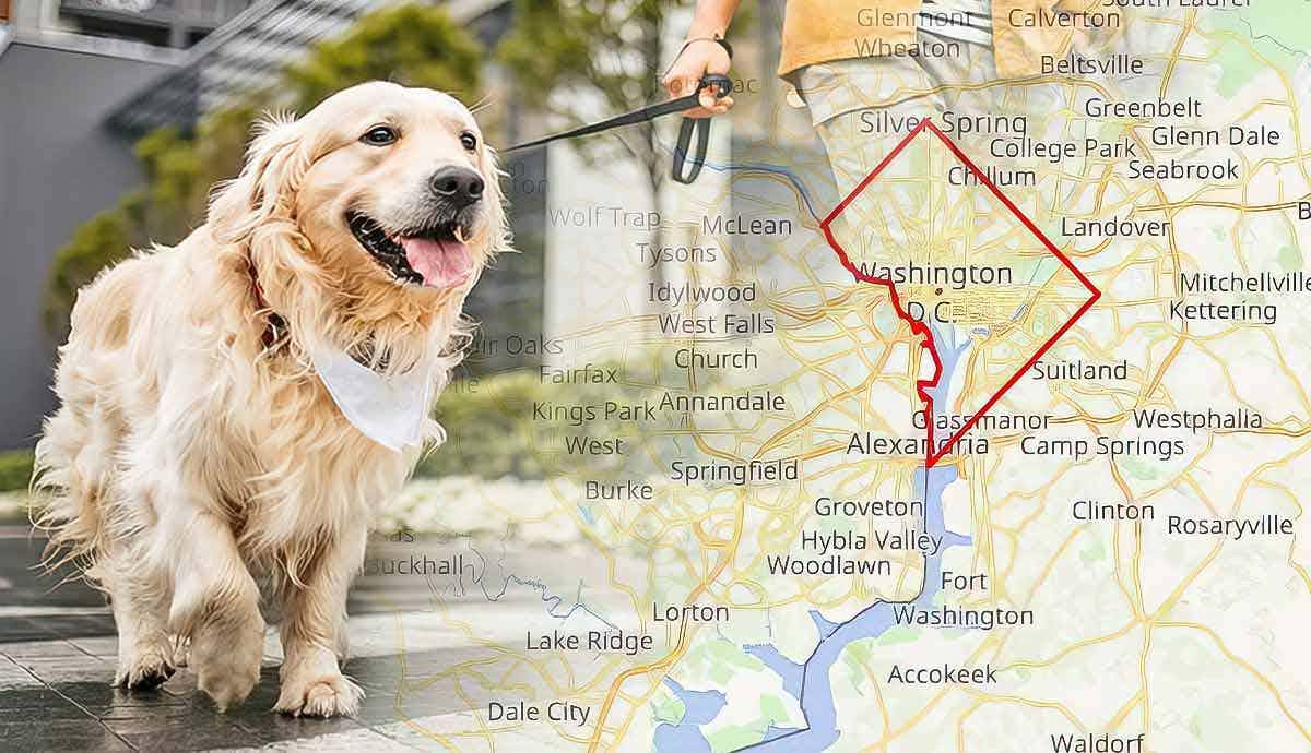 5 Pet Friendly Places for Dogs in Washington, DC