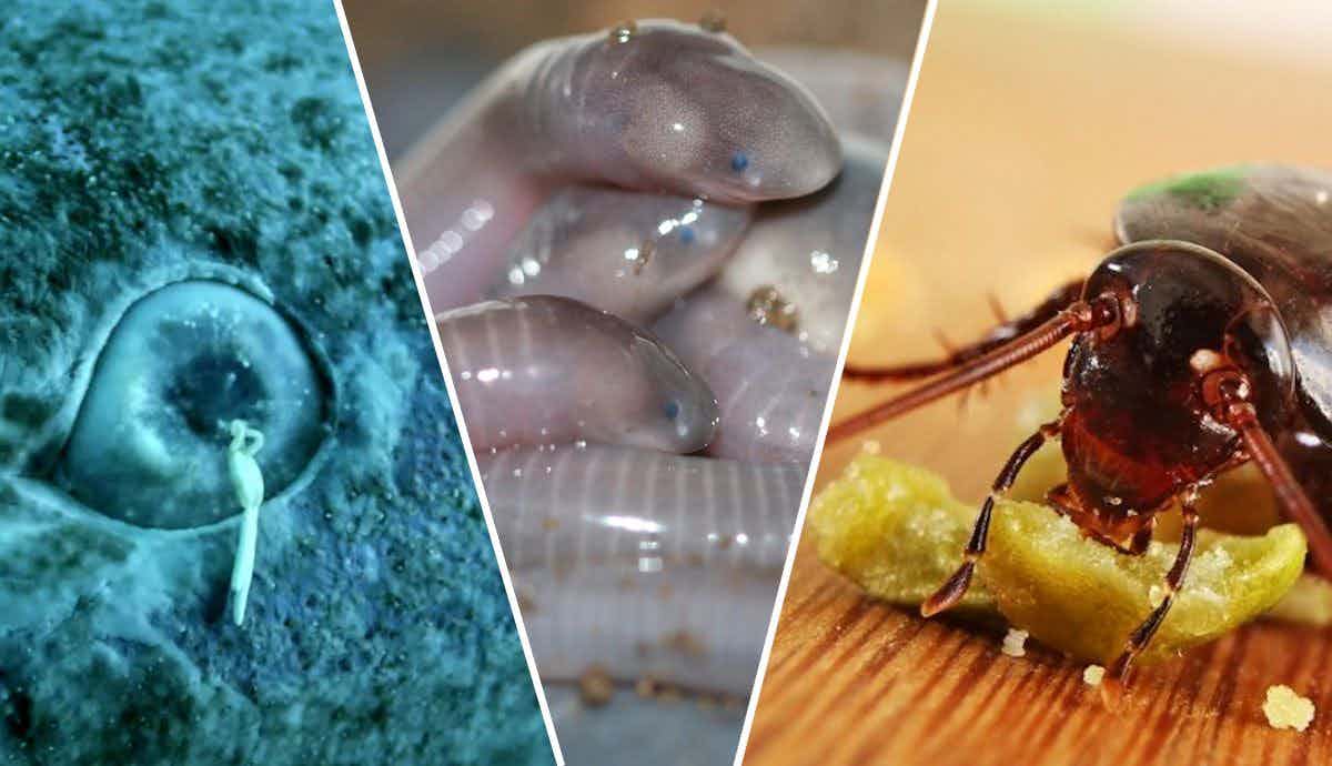 8 Weird Foods Animals Like to Eat