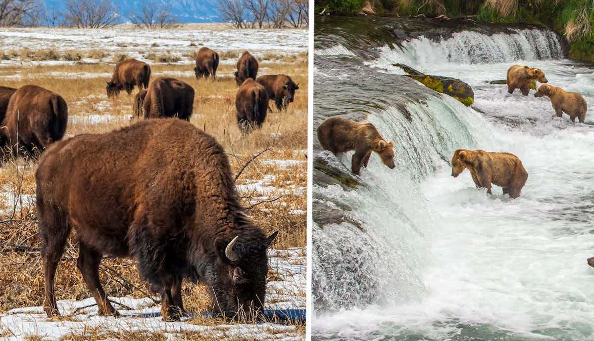 Top 5 Best Places to See Wildlife in the USA