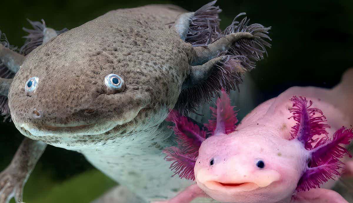 Are Axolotls Easy to Care For?