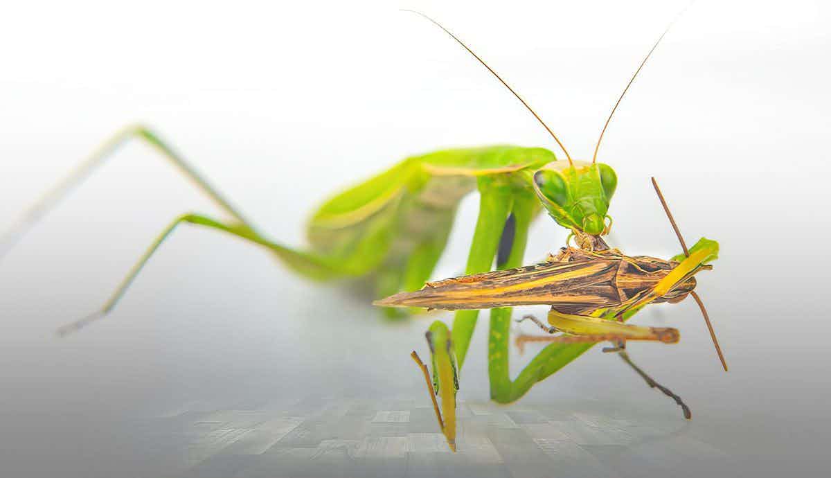 Are Praying Mantises Dangerous?