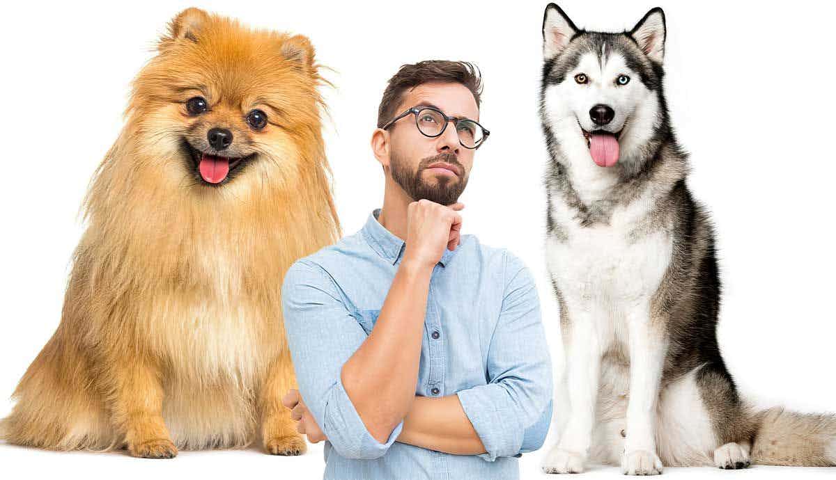 What You Need Know About Spitz Breed Dogs