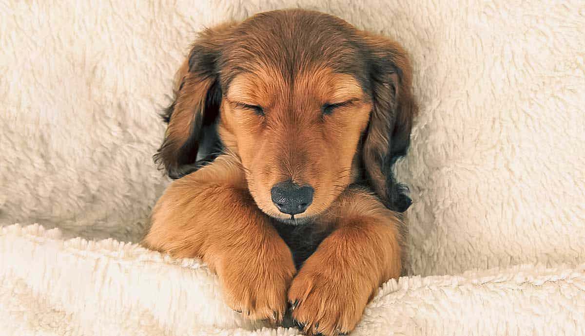 Why do Dogs Twitch in Their Sleep?