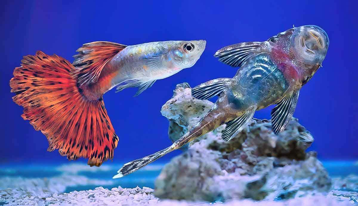 7 Best Tank Mates for Guppies