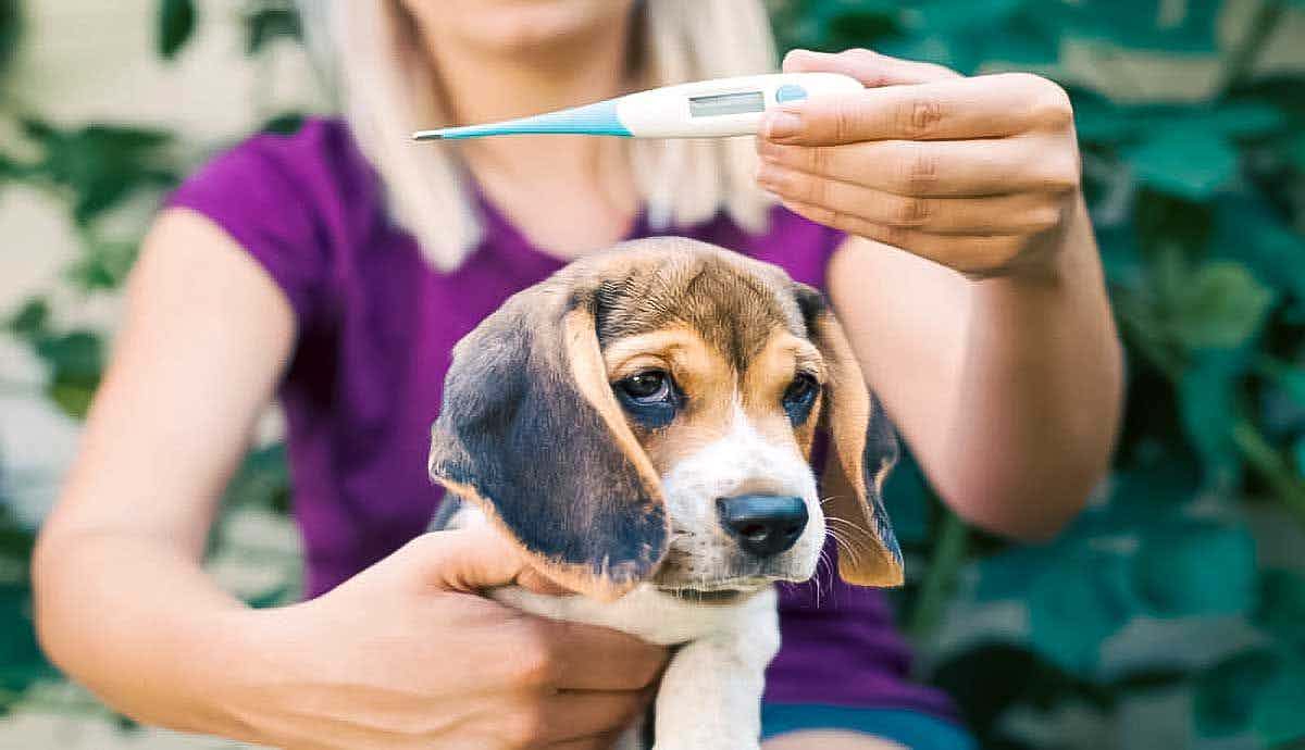 5 Causes of Fever in Dogs