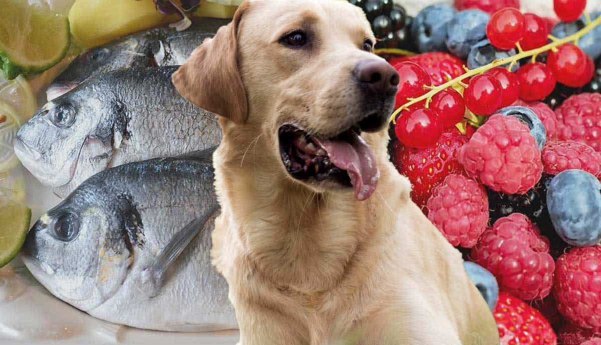 Top 10 Healthiest Foods for Dogs