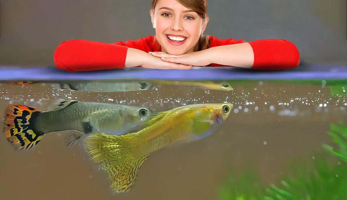 Care Tips for Guppies