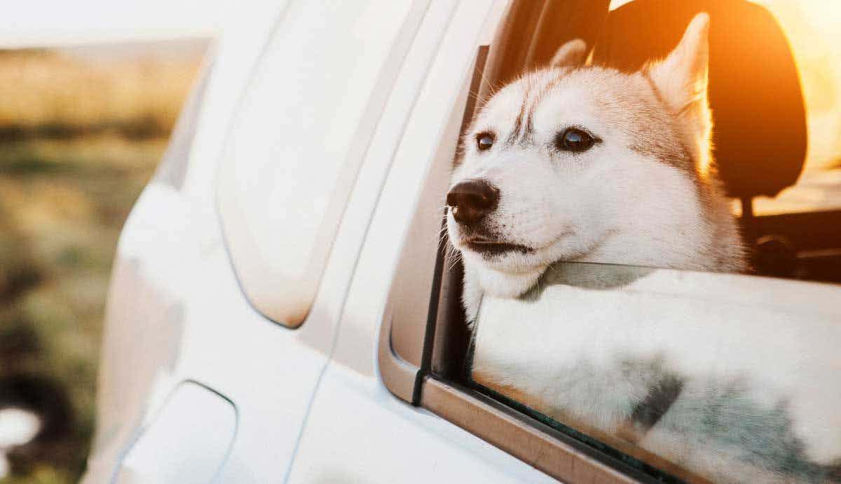 Top 10 Dog Friendly Travel Destinations in the US