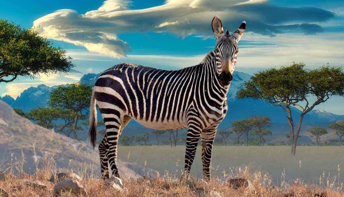 How Do Zebras Contribute to The Environment?