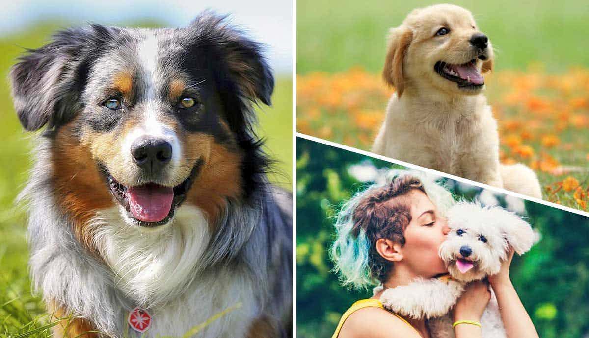 Are Purebred Dogs Better Than Mixed Breed?