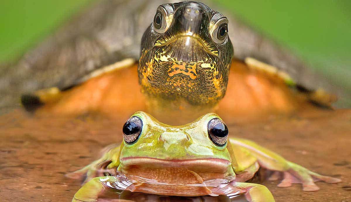 Amphibians vs. Reptiles: What’s the Difference?