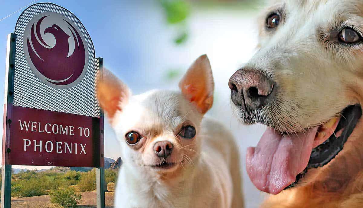 10 Pet Friendly Places to Take Your Dog in Phoenix