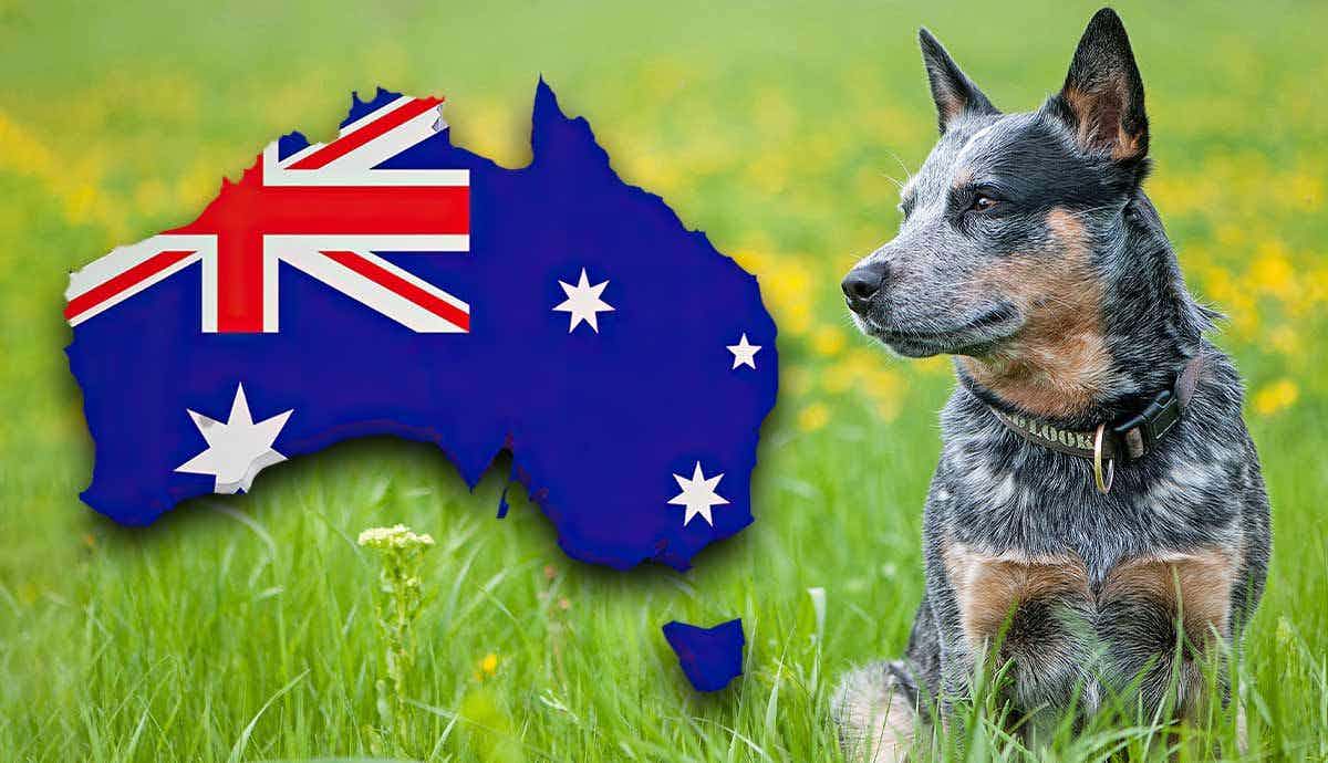 The Hardworking Australian Cattle Dog: Characteristics and Facts