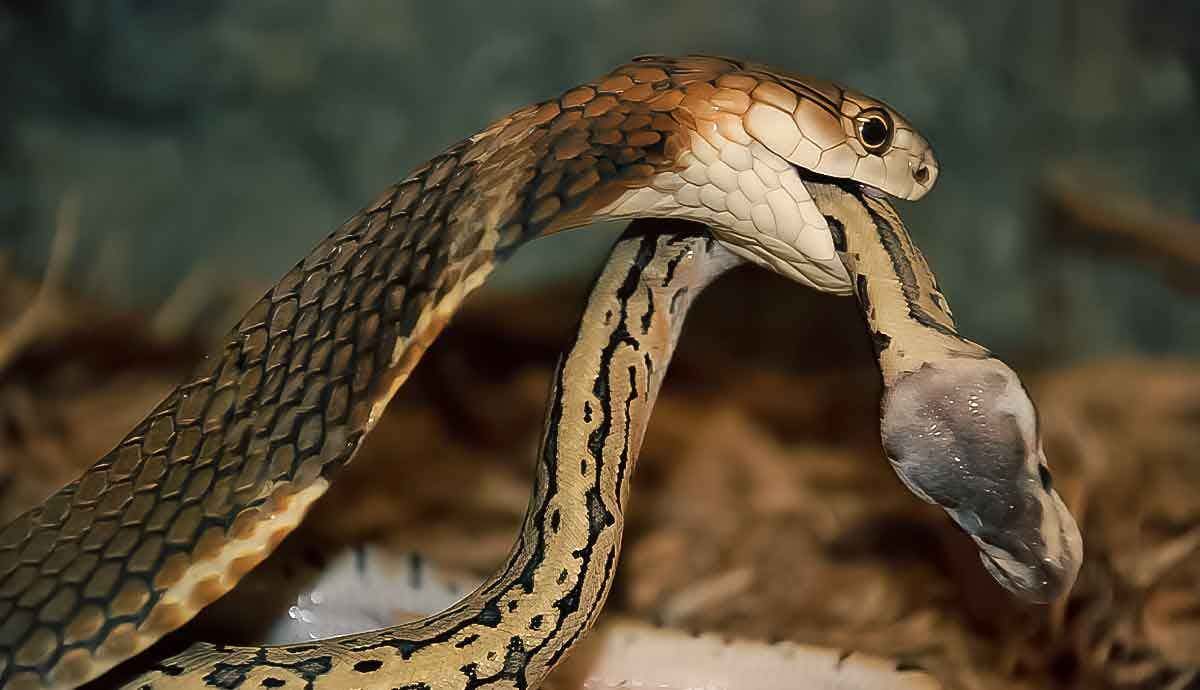 5 Amazing Facts about the King Cobra