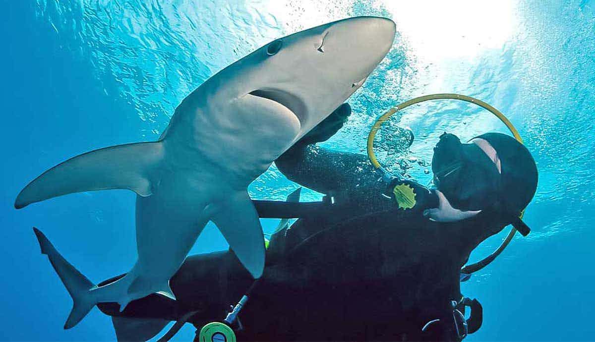 How Are Sharks Tracked in the Ocean?