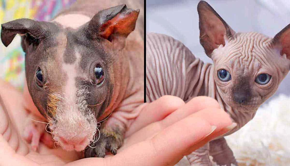 7 Hairless Animals That Look Unrecognizable