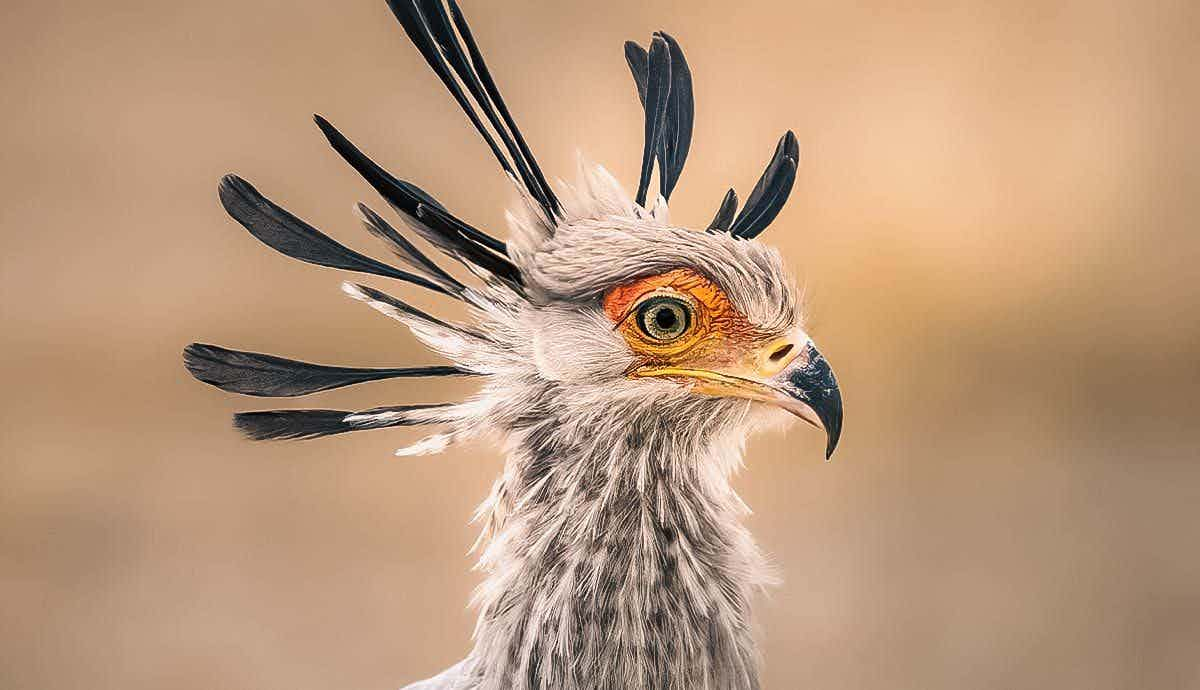 5 Amazing Facts about the Secretary Bird