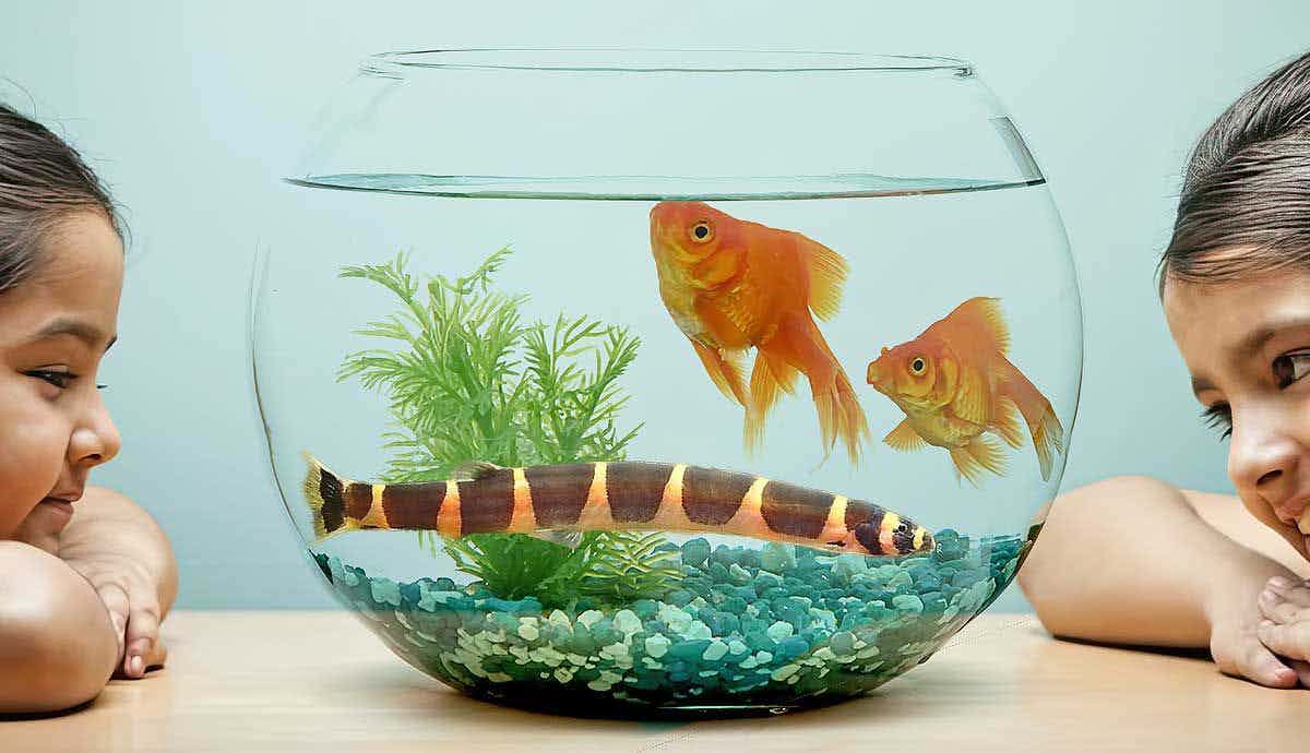 5 Best Fish Breeds for First-Time Owners