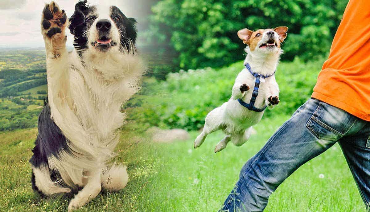 5 Fun and Easy Tricks to Teach Dogs