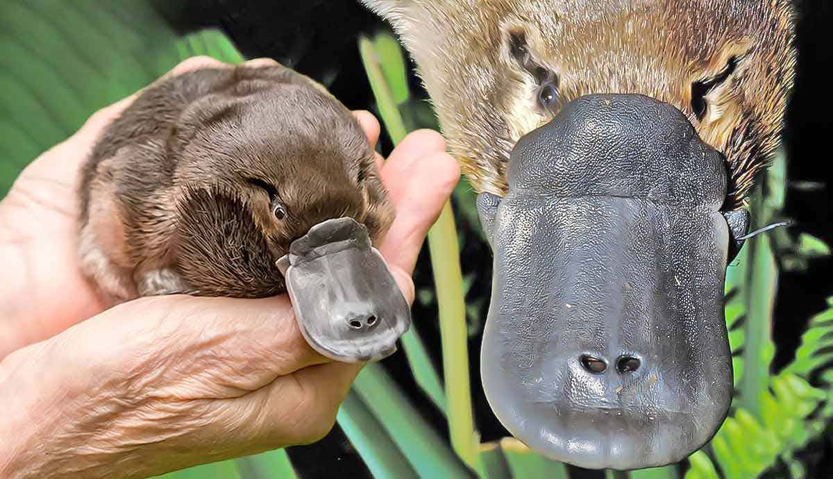 5 Amazing Facts about the Platypus