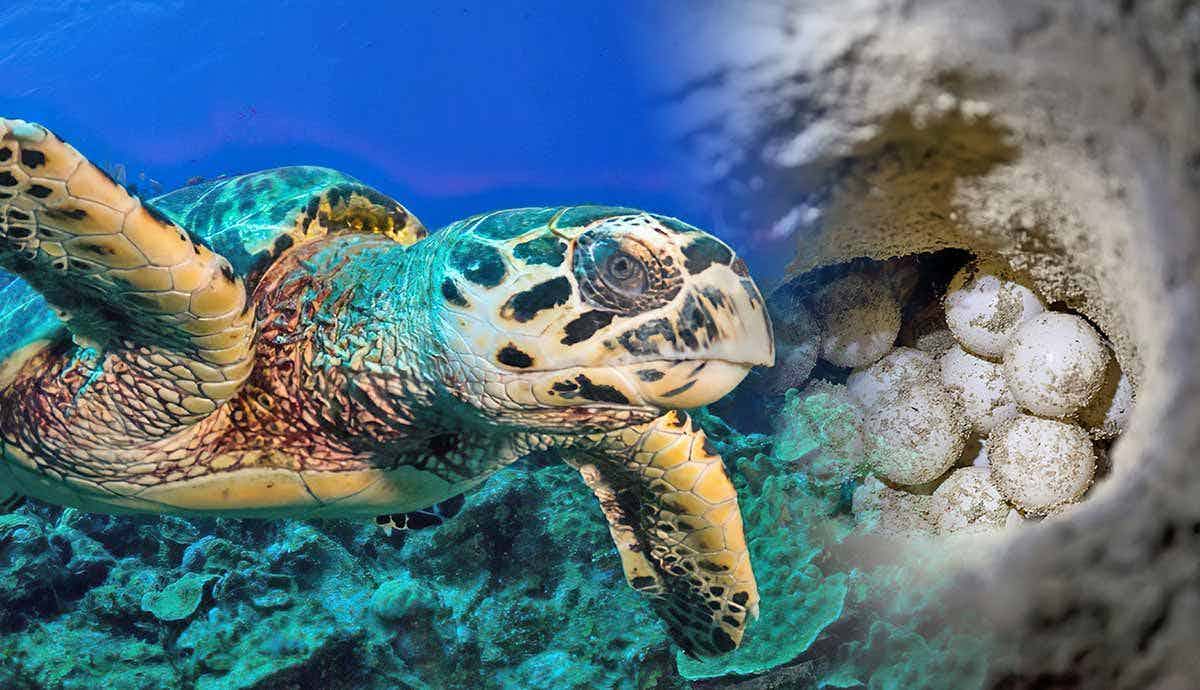 Where Do Sea Turtles Lay Their Eggs?