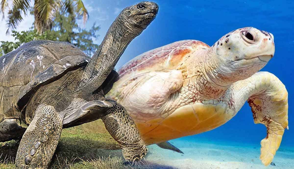 5 Fun Facts About Turtles