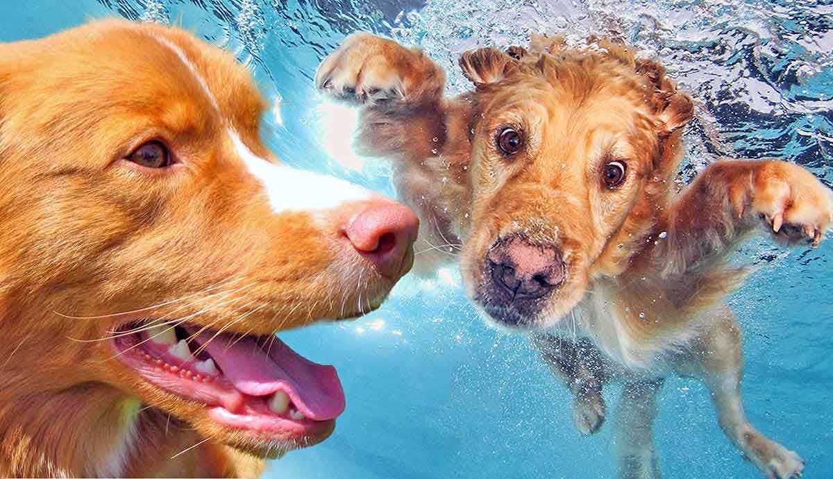 Do All Dogs Like to Swim?