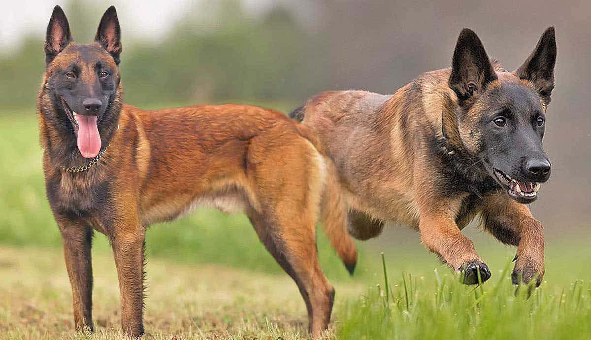5 Reasons a Belgian Malinois Is Not a Typical Pet