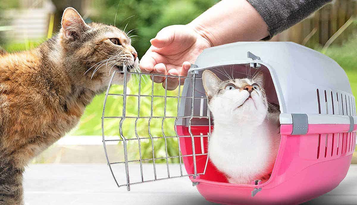 5 Benefits of Crate Training your Cat