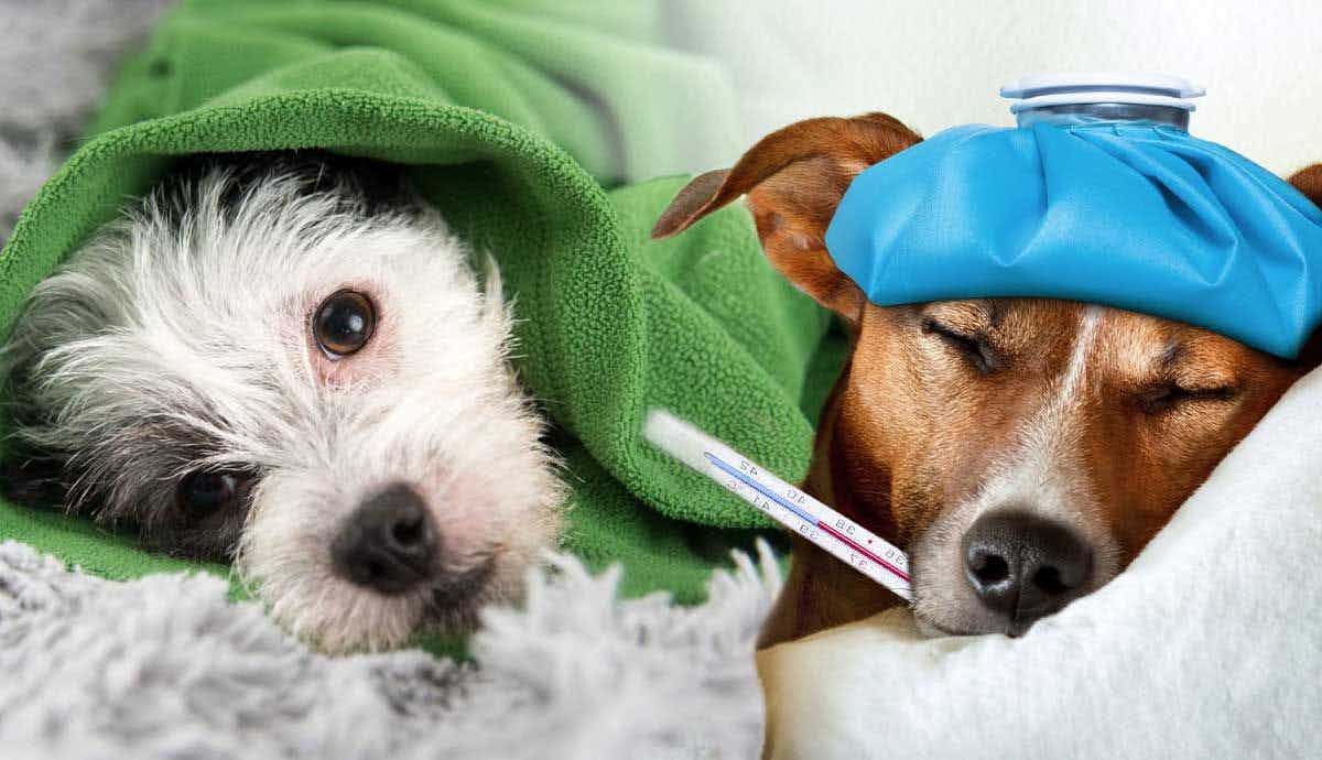 Sniffles and Sneezes: Can Dogs Get Colds?
