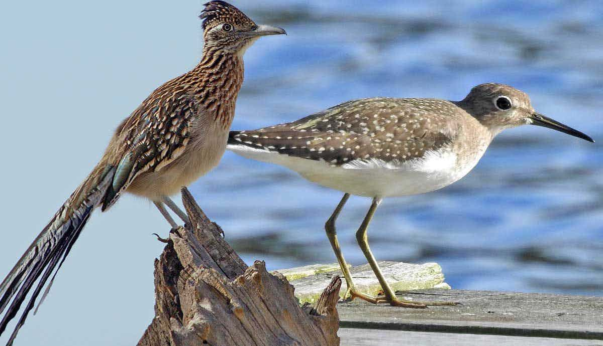 Birds You Didn’t Know Were Solitary