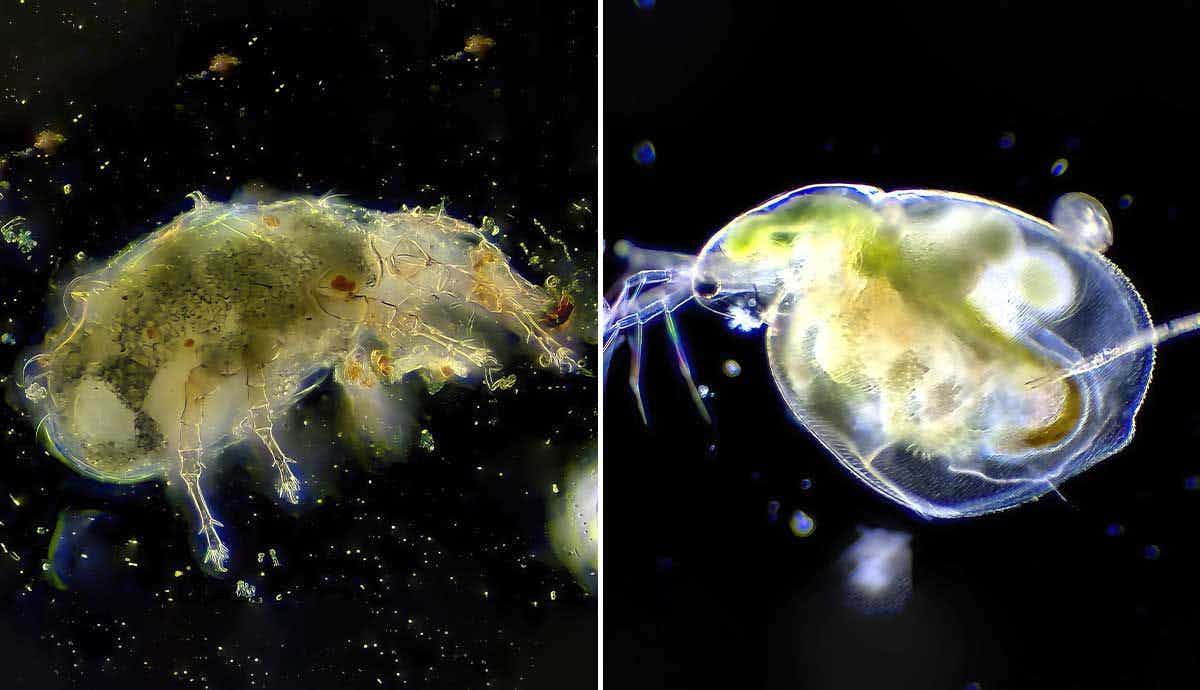 What Is Plankton and Why Is It So Important?