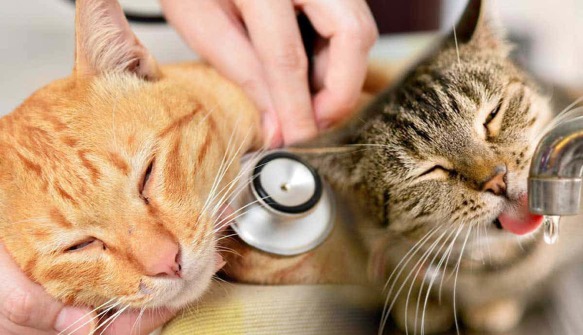 Understanding Hyperthyroidism in Cats