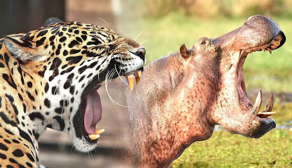 Which Animals Have the Strongest Bite?