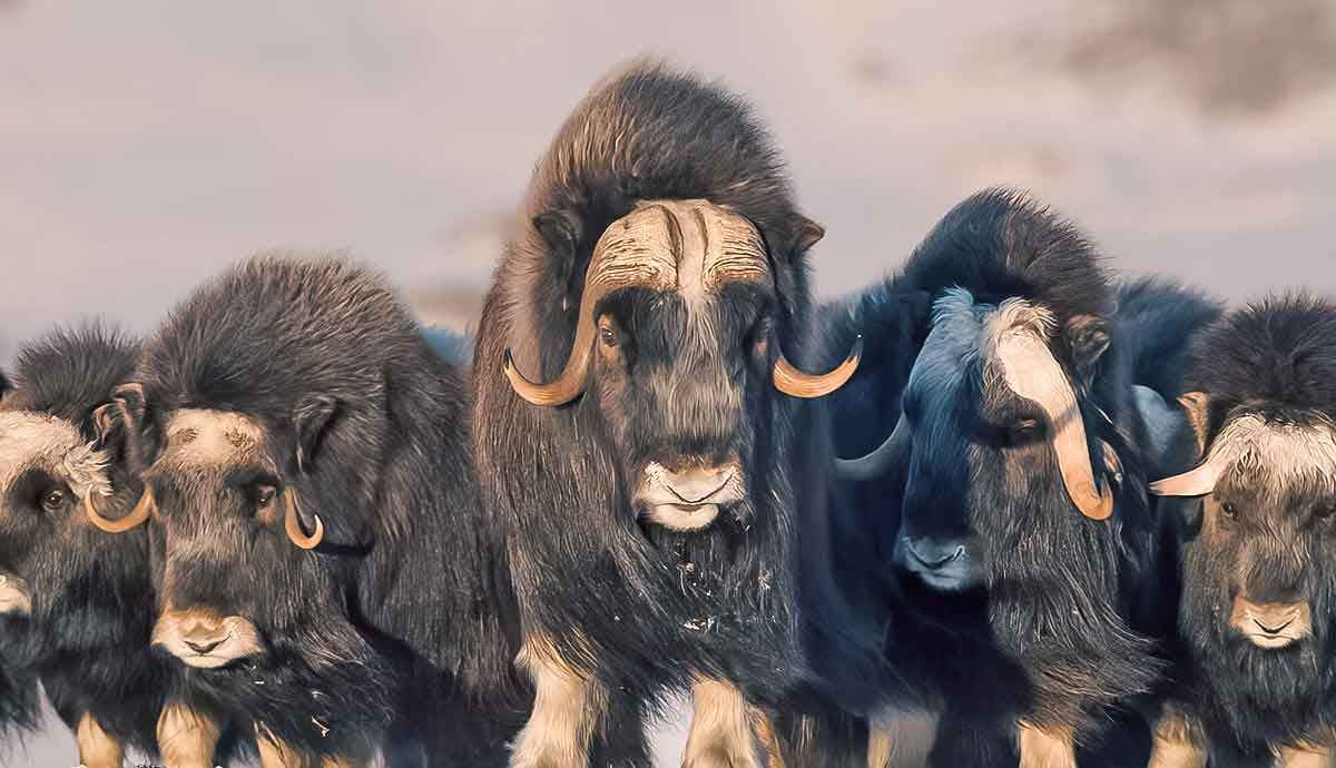 5 Amazing Facts about the Muskox
